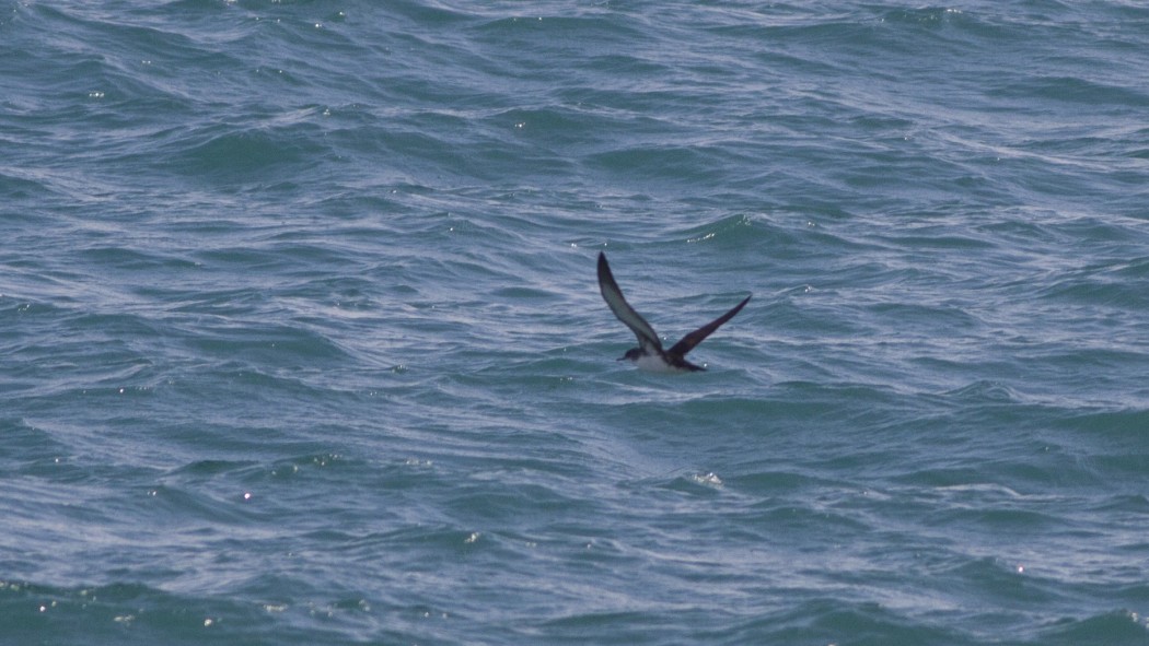 Yelkouan Shearwater