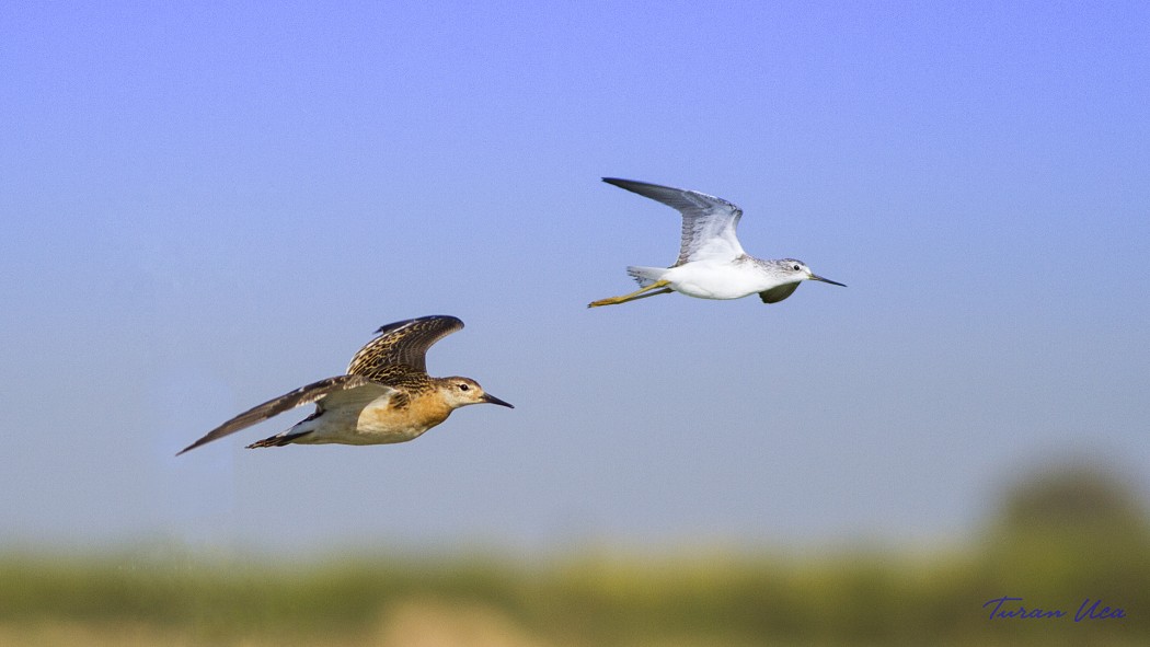 Marsh Sandpiper