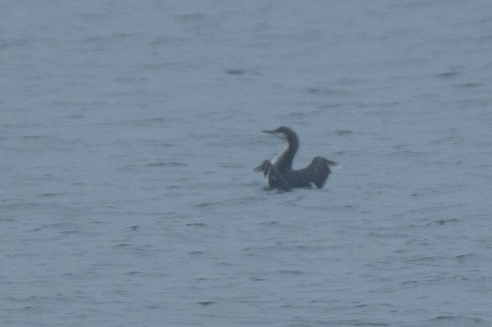 Black-throated Loon