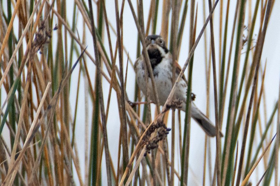 Common Reed Bunting
