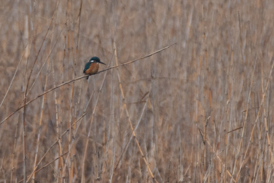Common Kingfisher