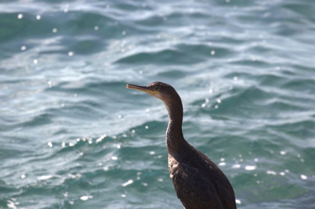 Great Cormorant