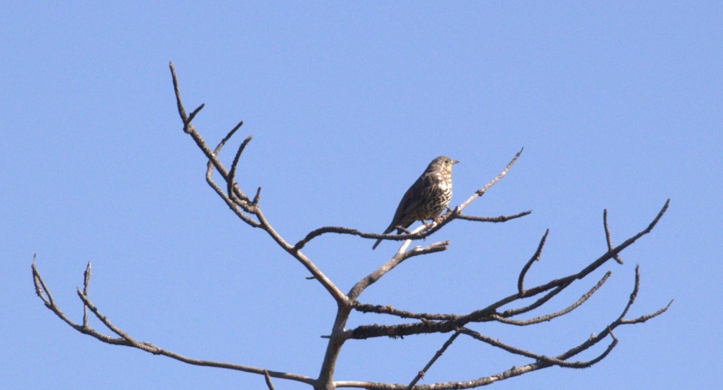 Mistle Thrush