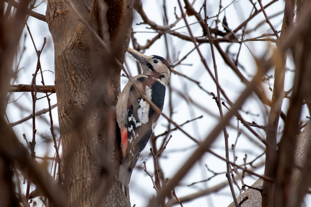 Syrian Woodpecker