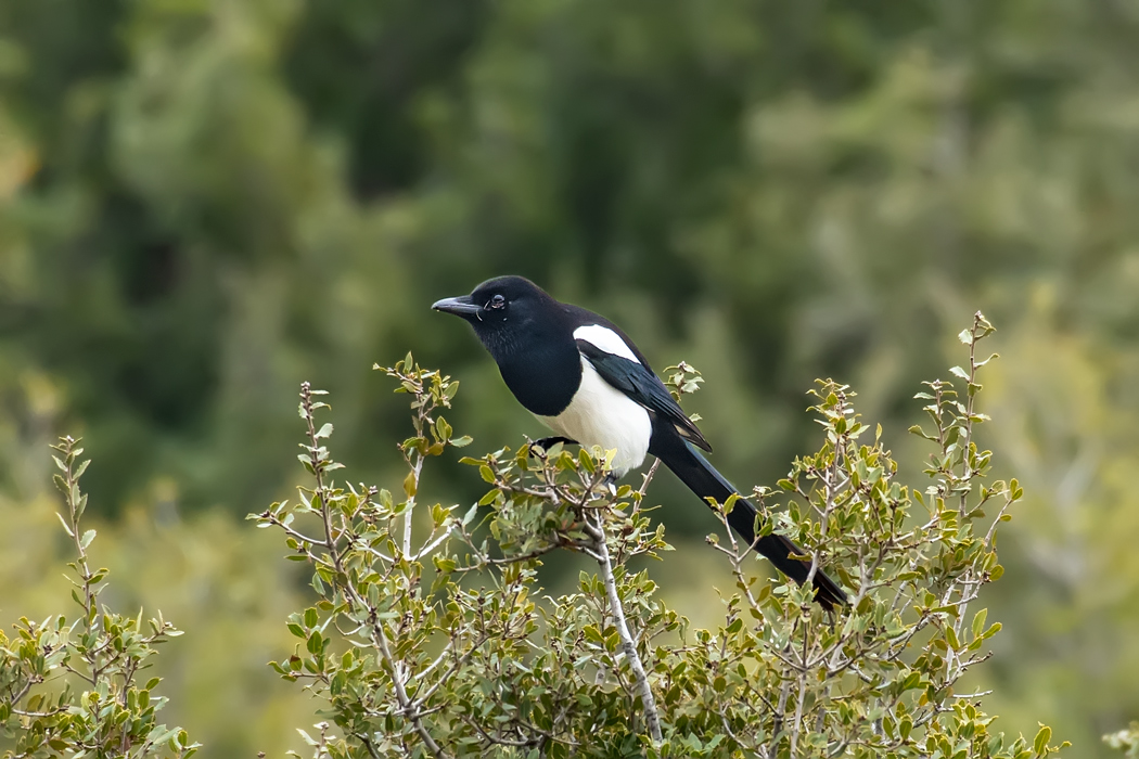 Eurasian Magpie