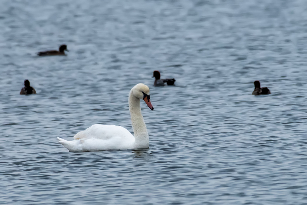 Mute Swan