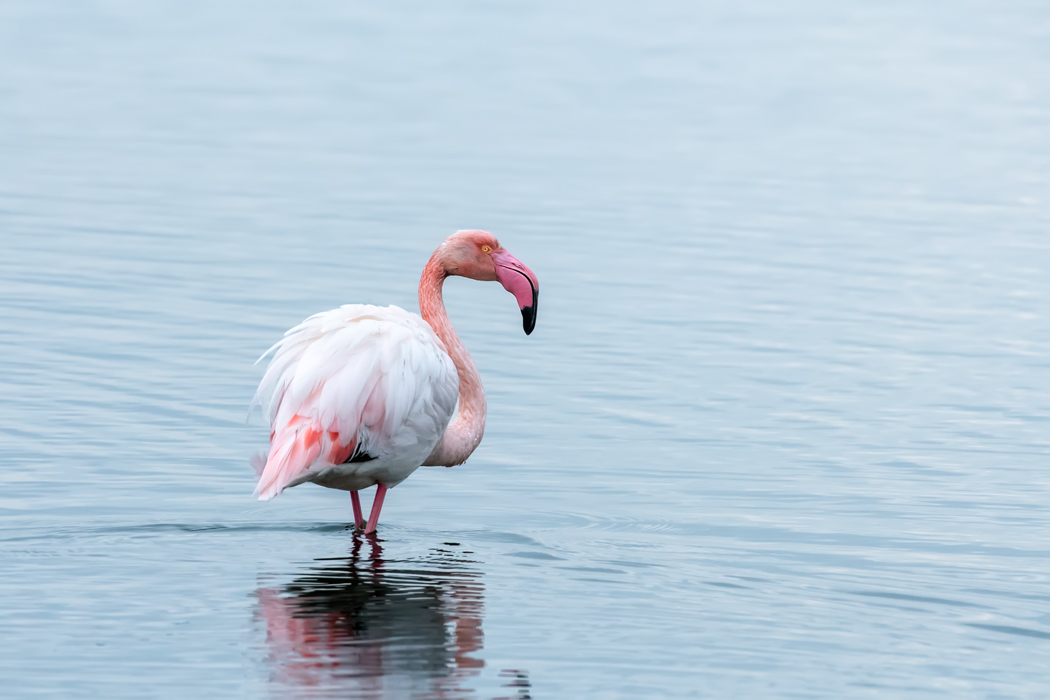 Greater Flamingo