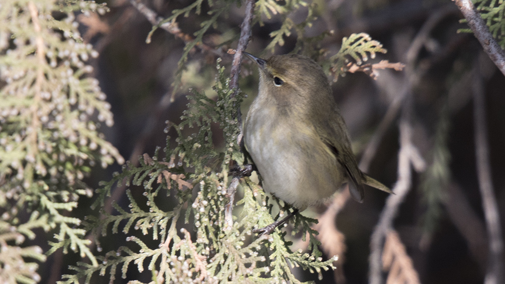 Common Chiffchaff