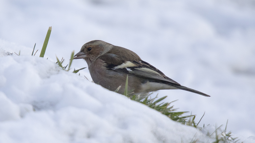 Eurasian Chaffinch