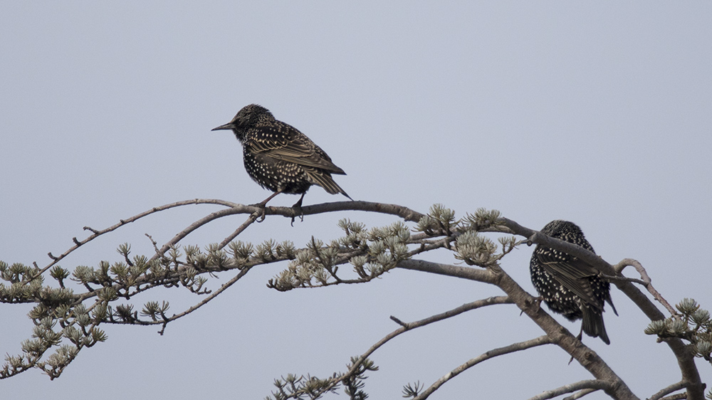 Common Starling