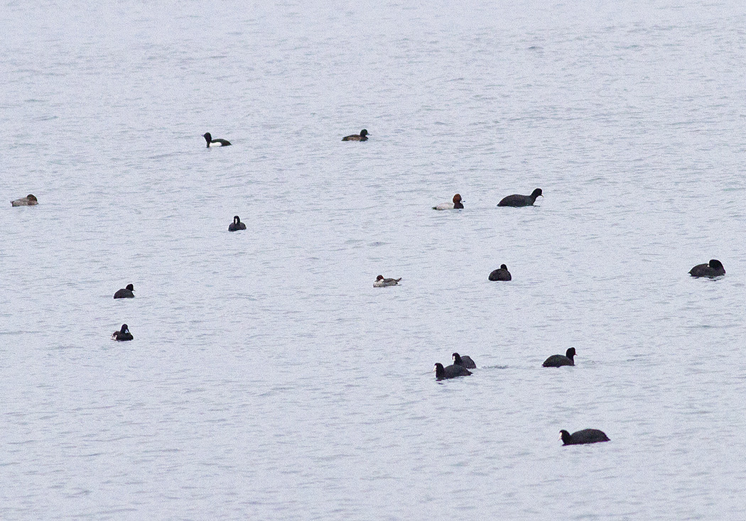 Smew