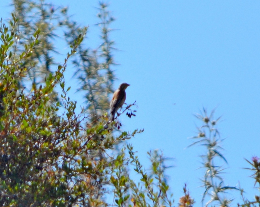 Common Linnet