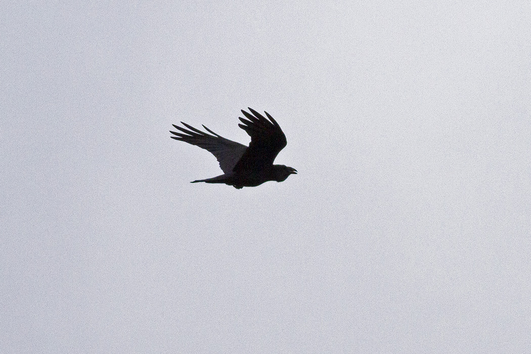 Northern Raven
