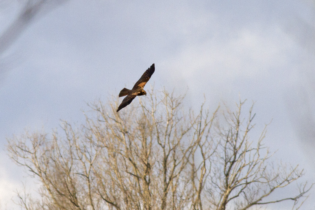 Western Marsh Harrier