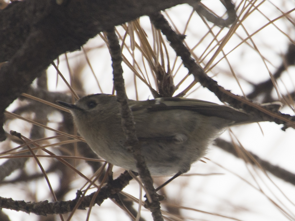 Goldcrest