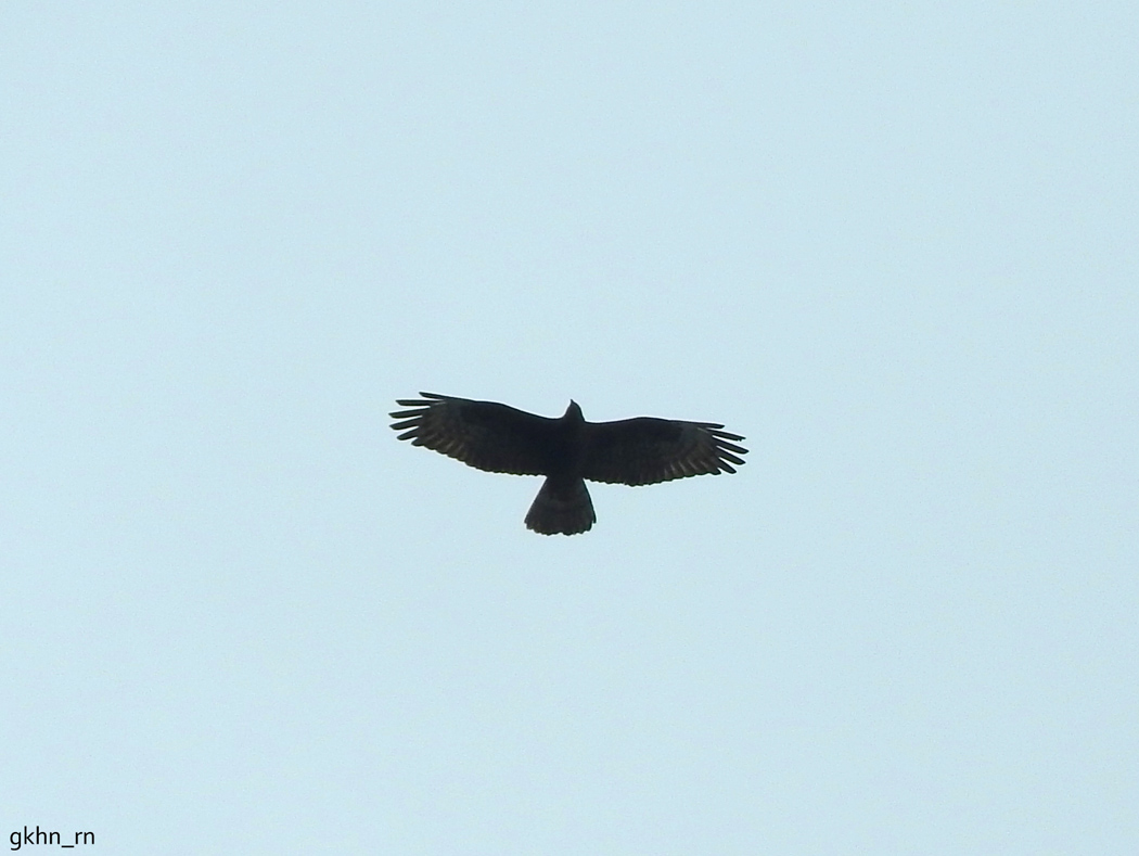 European Honey Buzzard