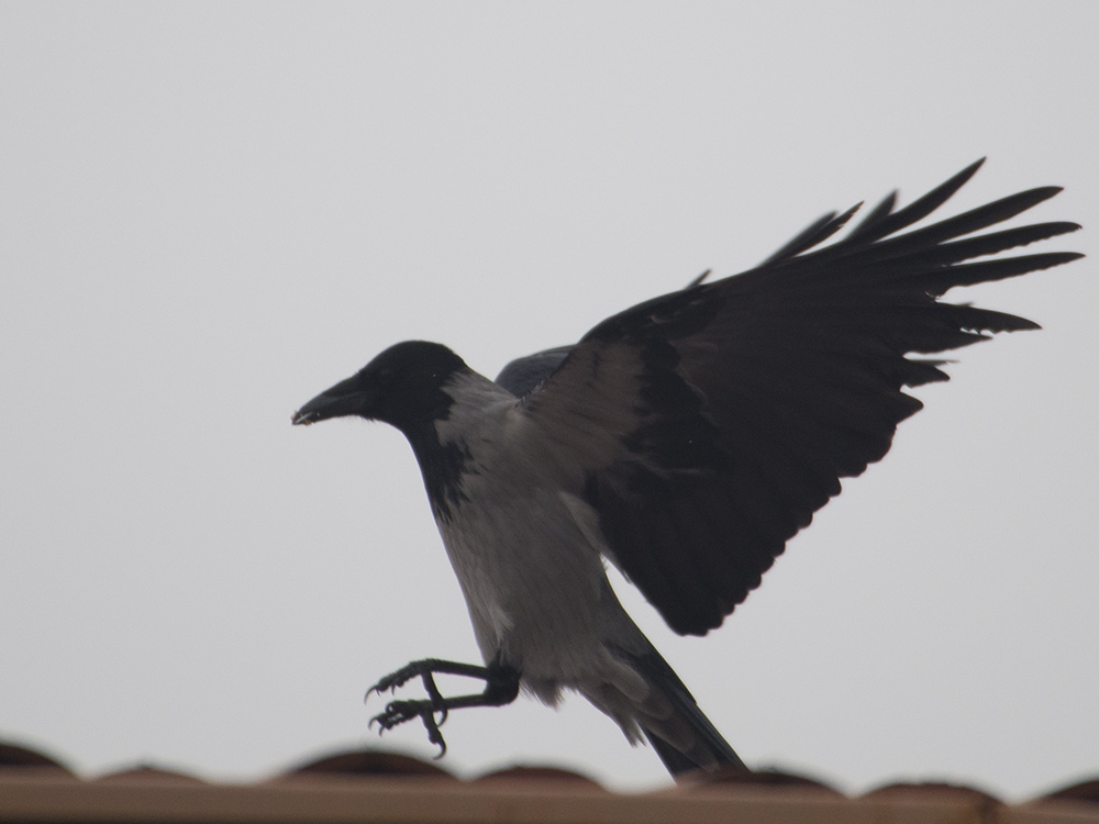 Hooded Crow