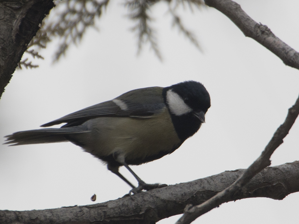 Great Tit