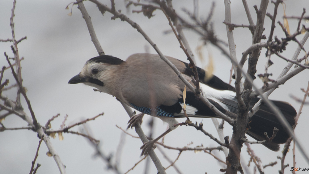 Eurasian Jay