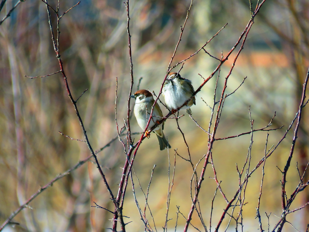 Eurasian Tree Sparrow