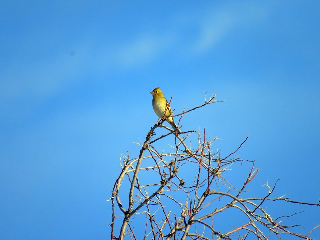 Eurasian Chaffinch