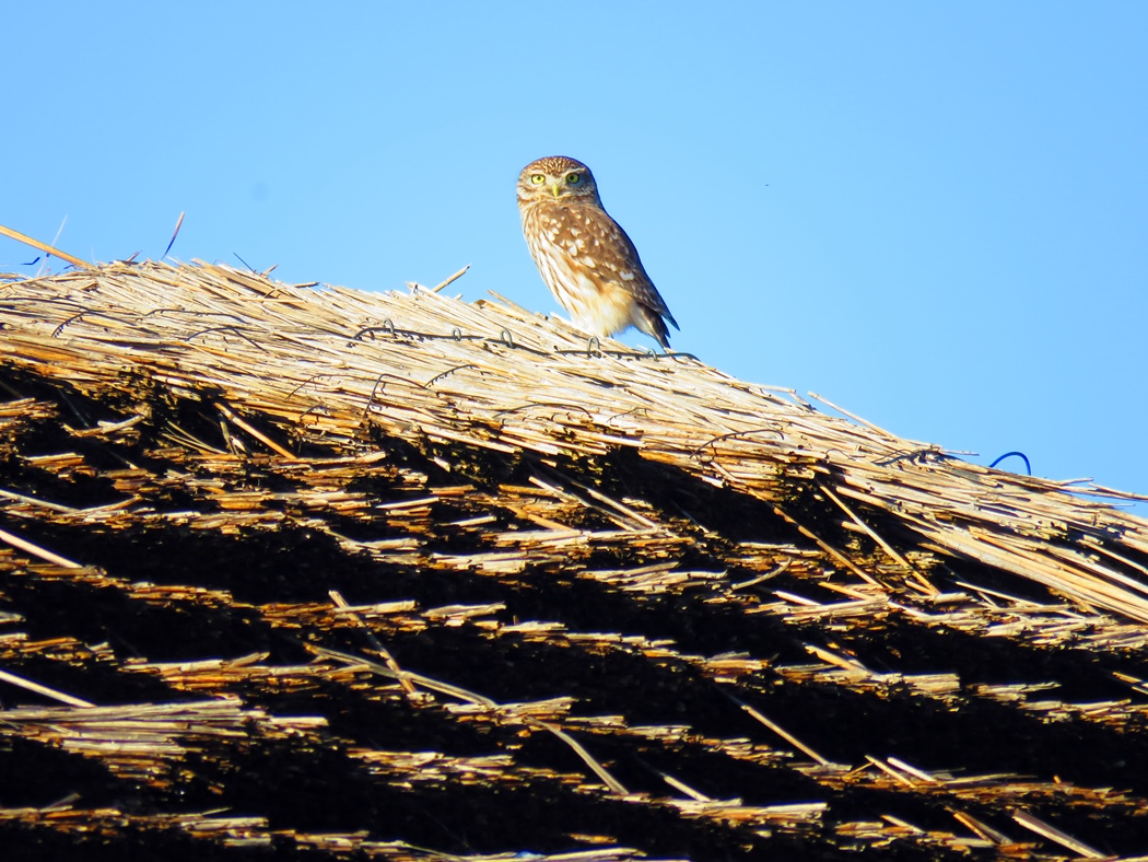 Little Owl
