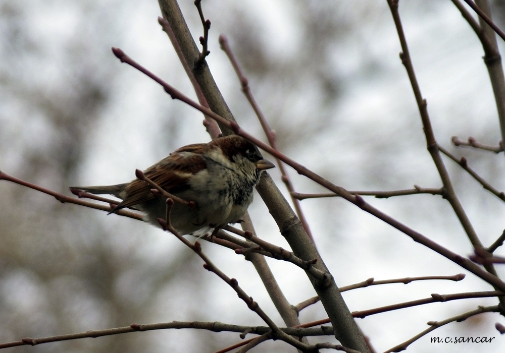House Sparrow