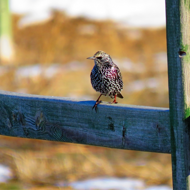 Common Starling