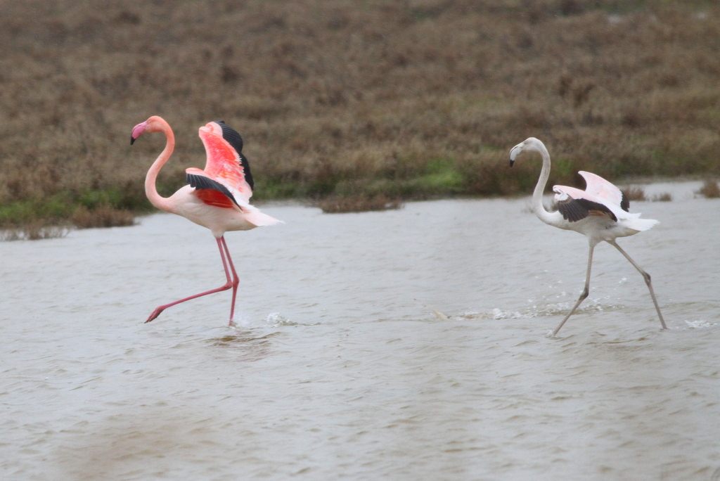 Greater Flamingo