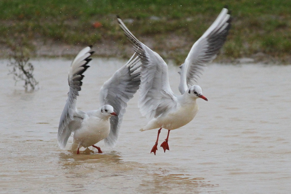Black-headed Gull