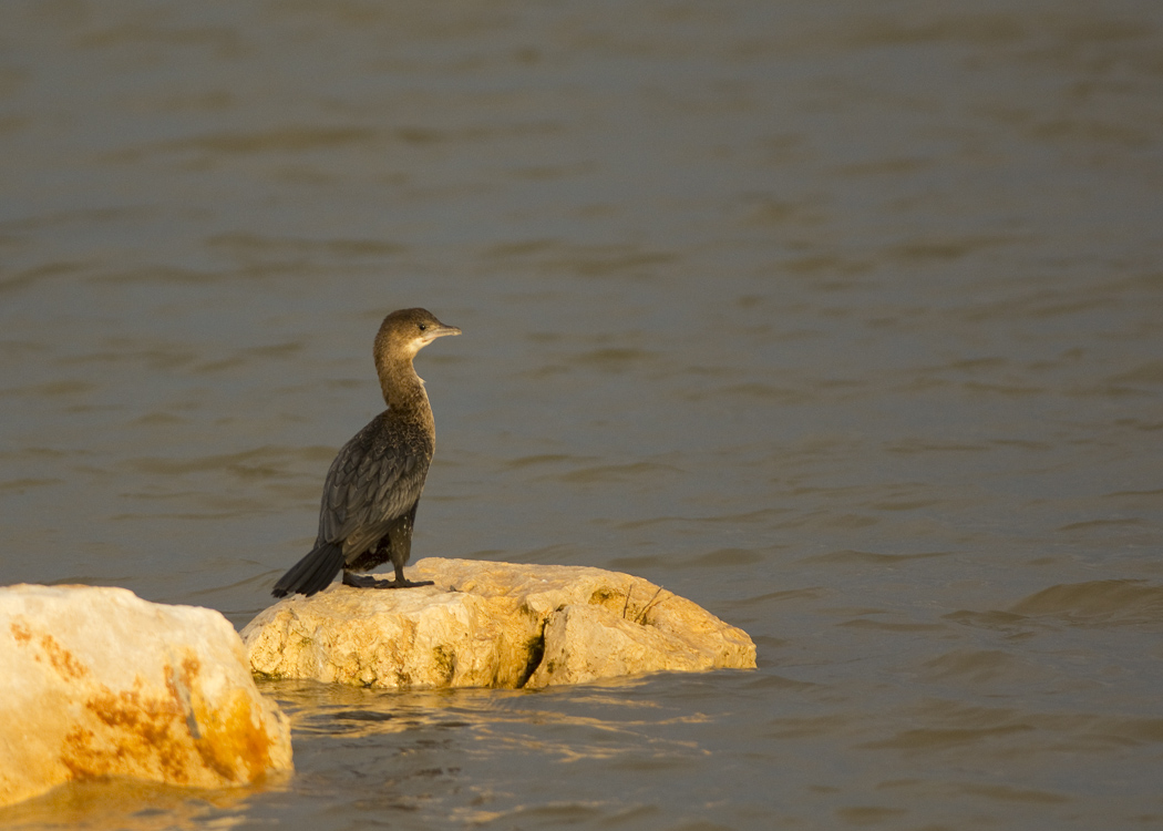 Pygmy Cormorant