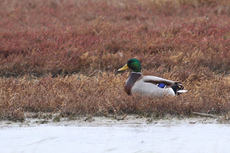 Mallard