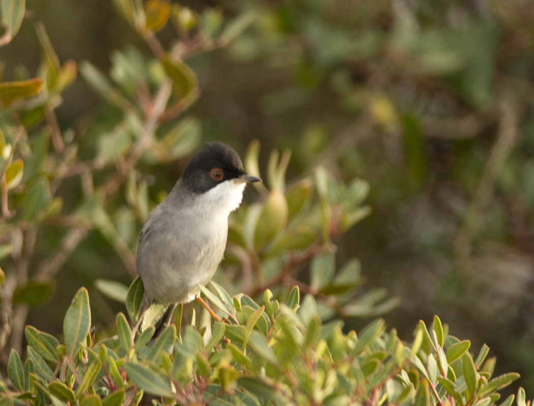 Sardinian Warbler