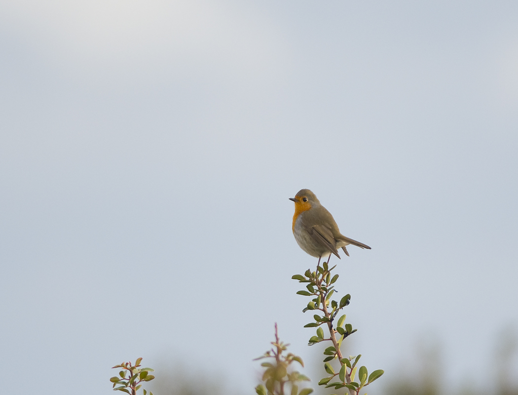 European Robin