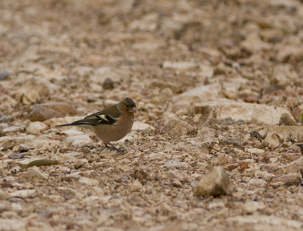 Eurasian Chaffinch