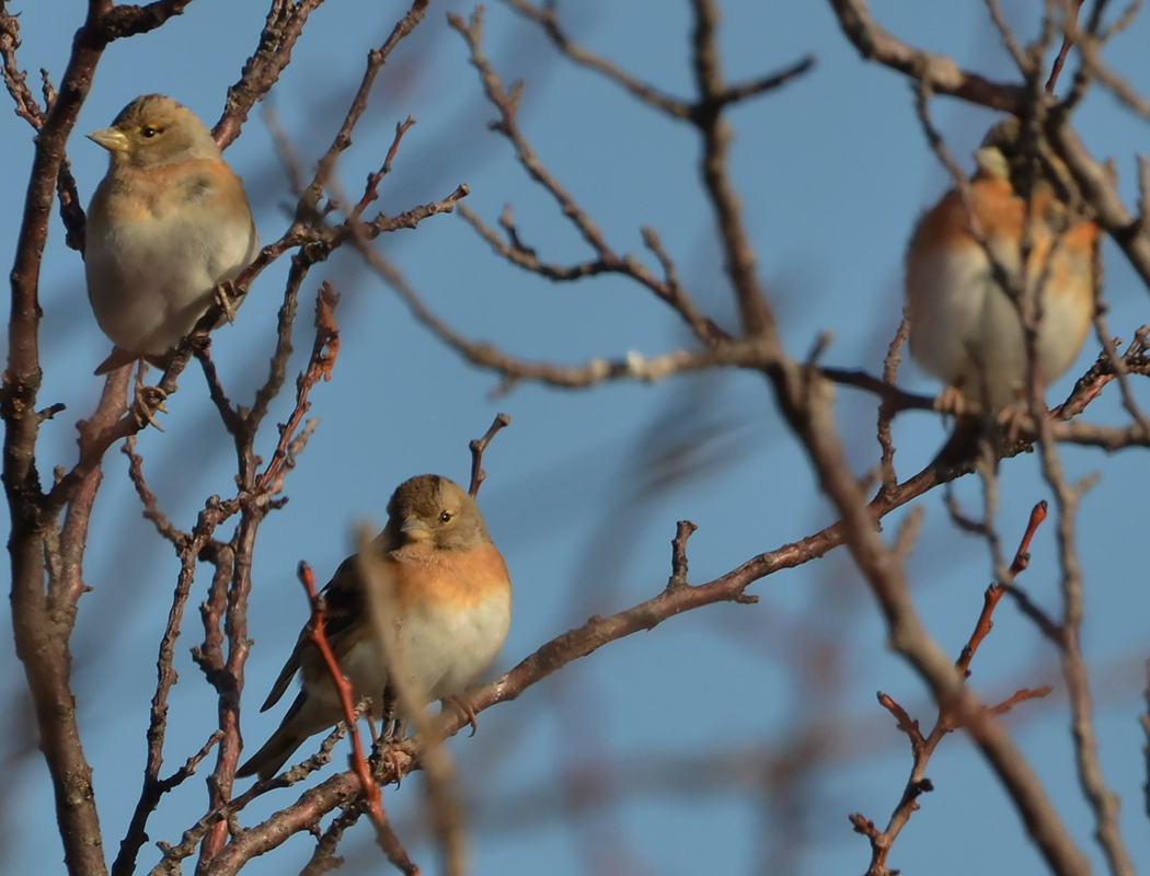 Brambling