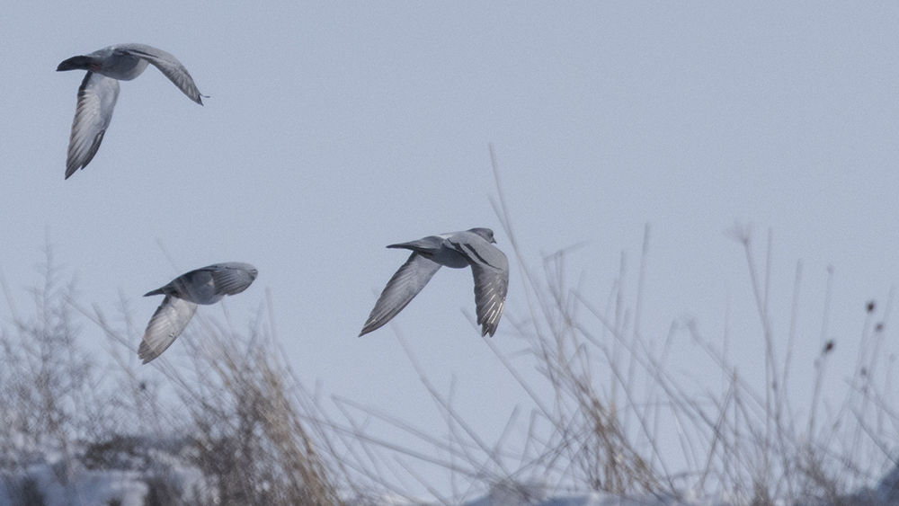 Rock Dove