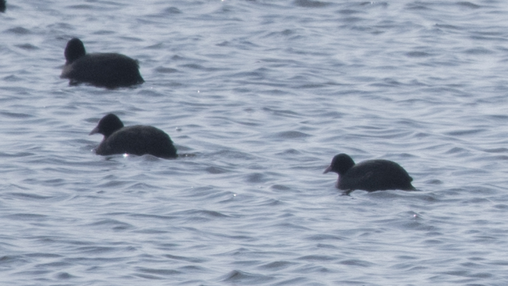 Eurasian Coot