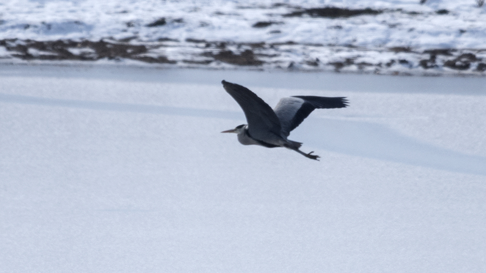 Grey Heron
