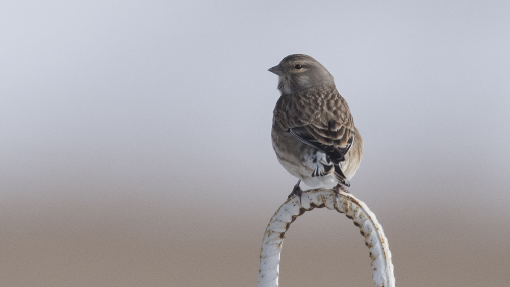 Common Linnet