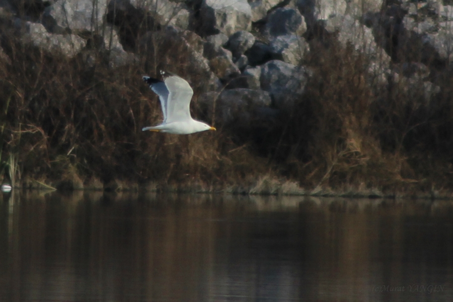 Yellow-legged Gull