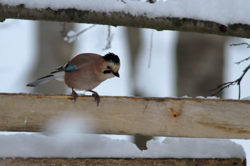 Eurasian Jay