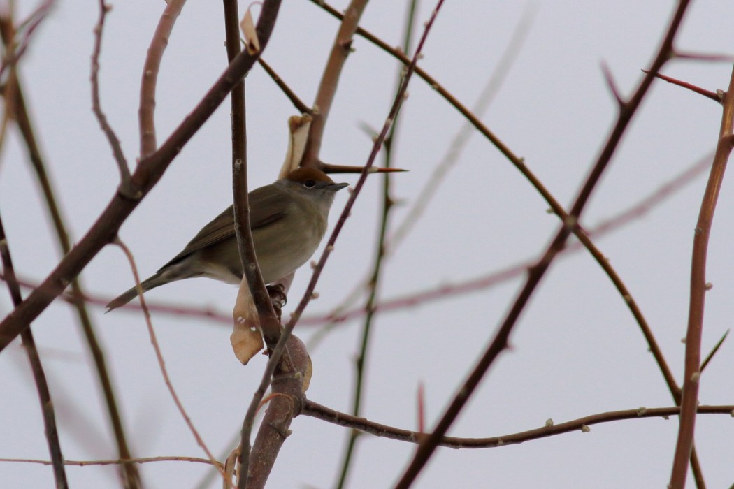 Eurasian Blackcap
