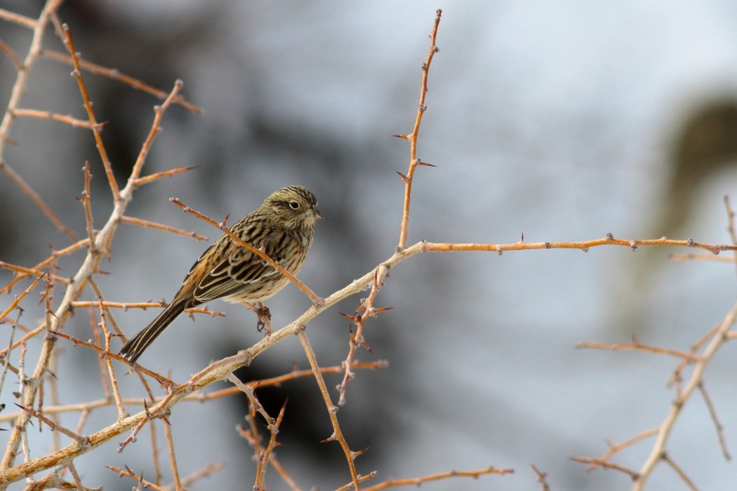 Cirl Bunting