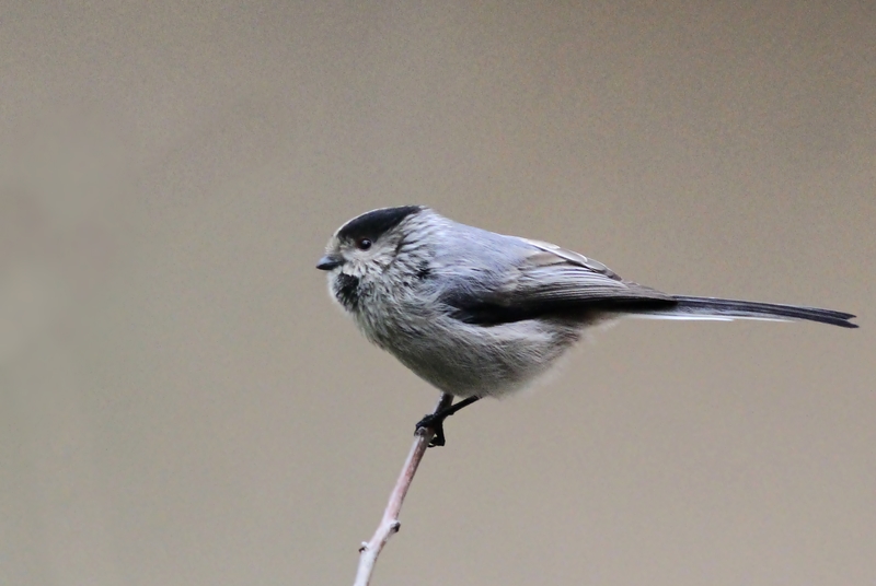 Long-tailed Tit
