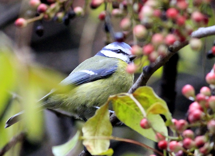 Eurasian Blue Tit