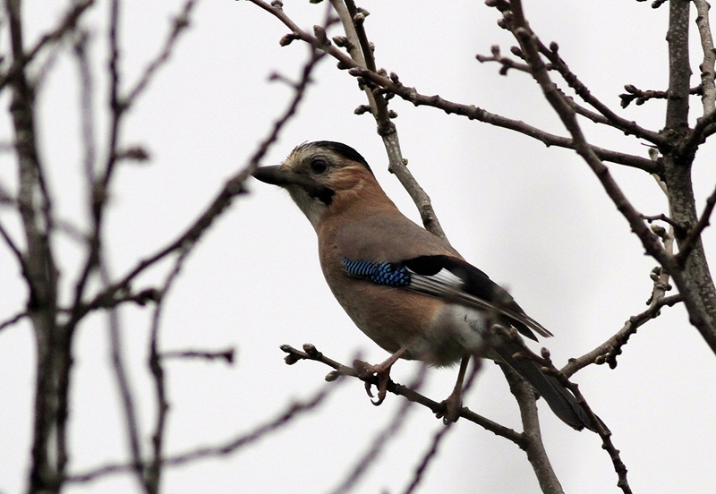 Eurasian Jay