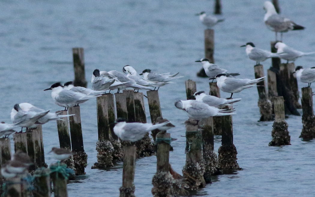 Sandwich Tern