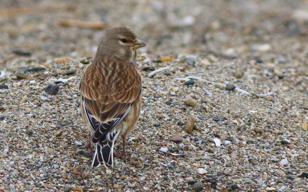 Common Linnet