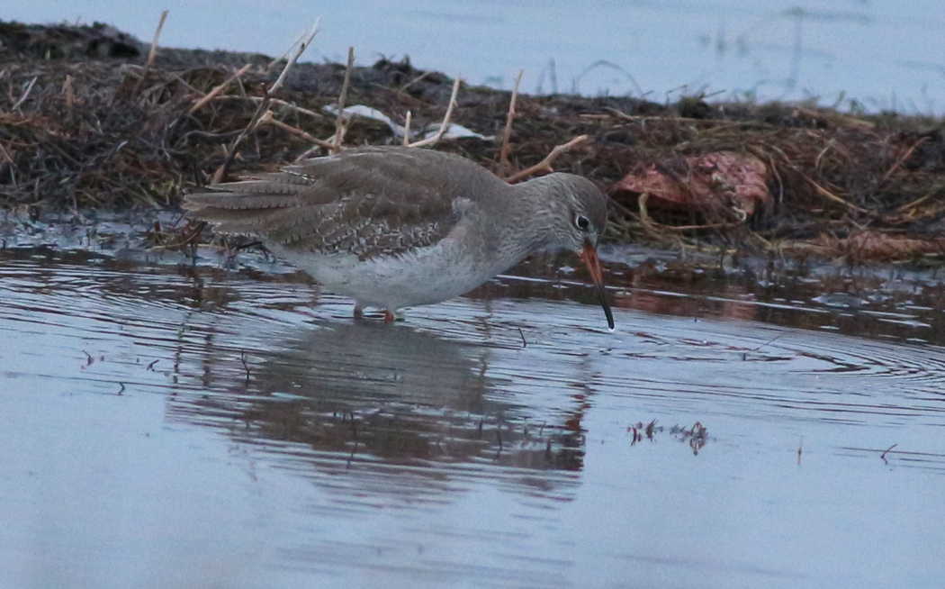 Common Redshank
